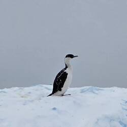 Cormorant