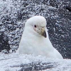 Snowy Sheathbill