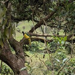 A colorful coraquila bird