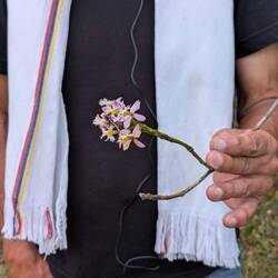 The tiny ballerina orchid