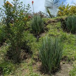 Will this grow into a palm tree?