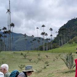 The national tree, the Wax Palm, which can grow to 250' and live 300-400 years