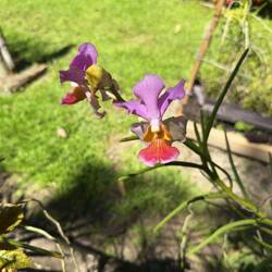 Garden of the Sleeping Giant.