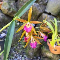 Garden of the Sleeping Giant.