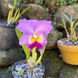 Garden of the Sleeping Giant.