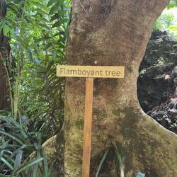 Flamboyant tree? I had no additional information on why it is called this.