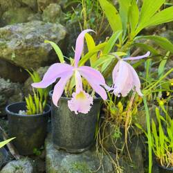 Garden of the Sleeping Giant.