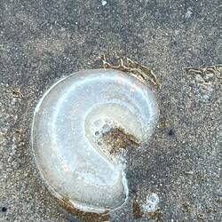 Eiersack einer Mondschnecke