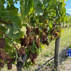 Old Pinot Gris vines. Some of the first in the area!