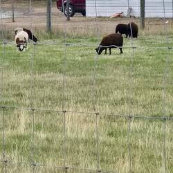 Who's the black sheep in the family you ask?