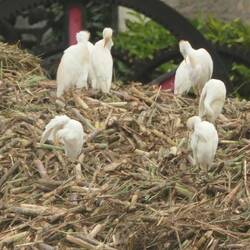 DieSilberreiher auf dem Zuckerrohr-Haufen