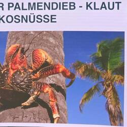 Diese Krabbe kann bis zu einem Meter groß werden, Bisskraft bis zu 3300 Newton