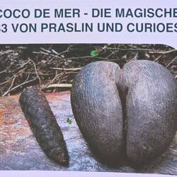 Wächst ausschließlich auf den Inseln der Seychellen