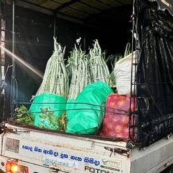 Yardlong Beans / Schlangenbohnen