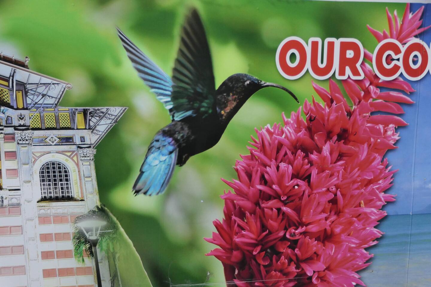 Die Kolibris verfolgen uns...