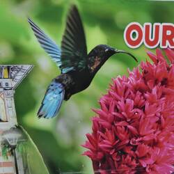 Die Kolibris verfolgen uns...