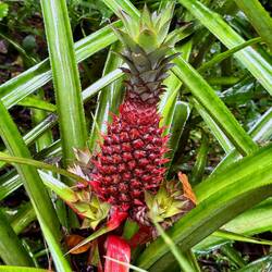 Rote Ananas