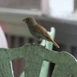 ...ein kleiner frecher Piepmatz !