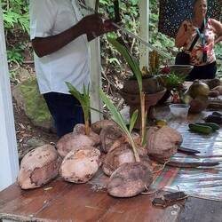 Hier wird anschaulich der "Urwald" erklärt