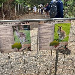 Kangaroos and wallabies were gentle and we bought some food to feed them