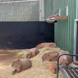 Capybara