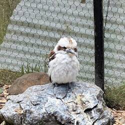 Kookaburra