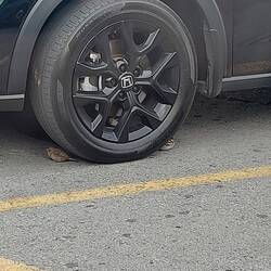 Die sind nicht überfahren, die sitzen da und wärmen sich an den Reifen.