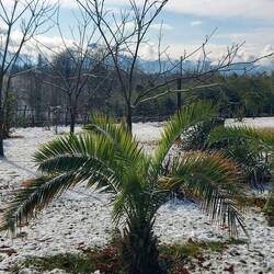 Palmen & Schnee passt auch zusammen!
