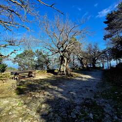 Mogočni kostanji na vrhu