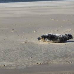 Aber es gibt auch noch eine Robbe.