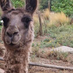 The smelly Llama at the lunch stop