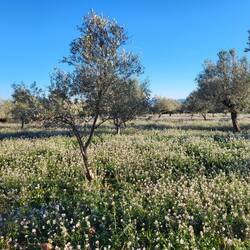 Spaziergang mit Leni bei Caudiel.
