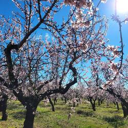 ...und die Mandelbäume geben alles!