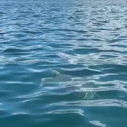 Diese Aufnahme wurde mir freundlicher Weise von Laura aus Roschtock überlassen. Danke Laura