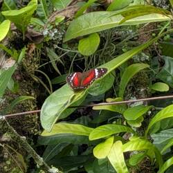 One of the few butterflies at the Finca
