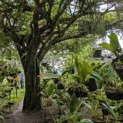 An ebony tree providing shade to the orchids
