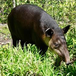 Tapir