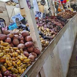 1000 Sorten Kartoffeln