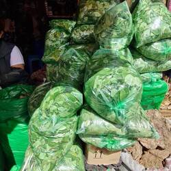 Cocablätter schmecken süss und krautig