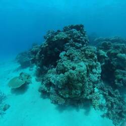 Weihnachtsbaumwürmer und Schwarzspitzen-Riffhai