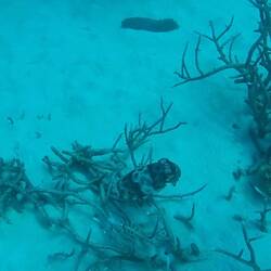 Sepie (echter Tintenfisch)