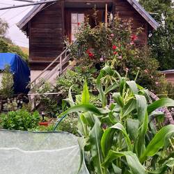 The Anchorage - rear view and nice productive garden