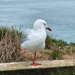 Common but smart - a Red-billed Gull