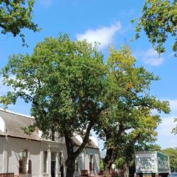 grosse, alte Eichen säumen die Strassen