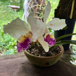 The orchid is the national flower of Columbia