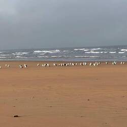 Und siehe da, Möven, viele Möven hier 😁