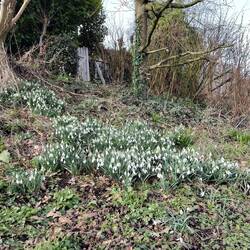 A swathe of snowdrops on the towpath