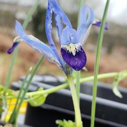 So happy to have these beauties in our roof garden