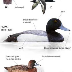 Sehr schöne Entenart