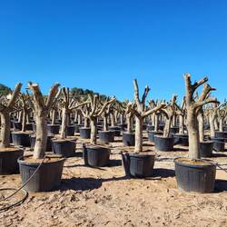 Wir sehen mehrere Baumschulen.